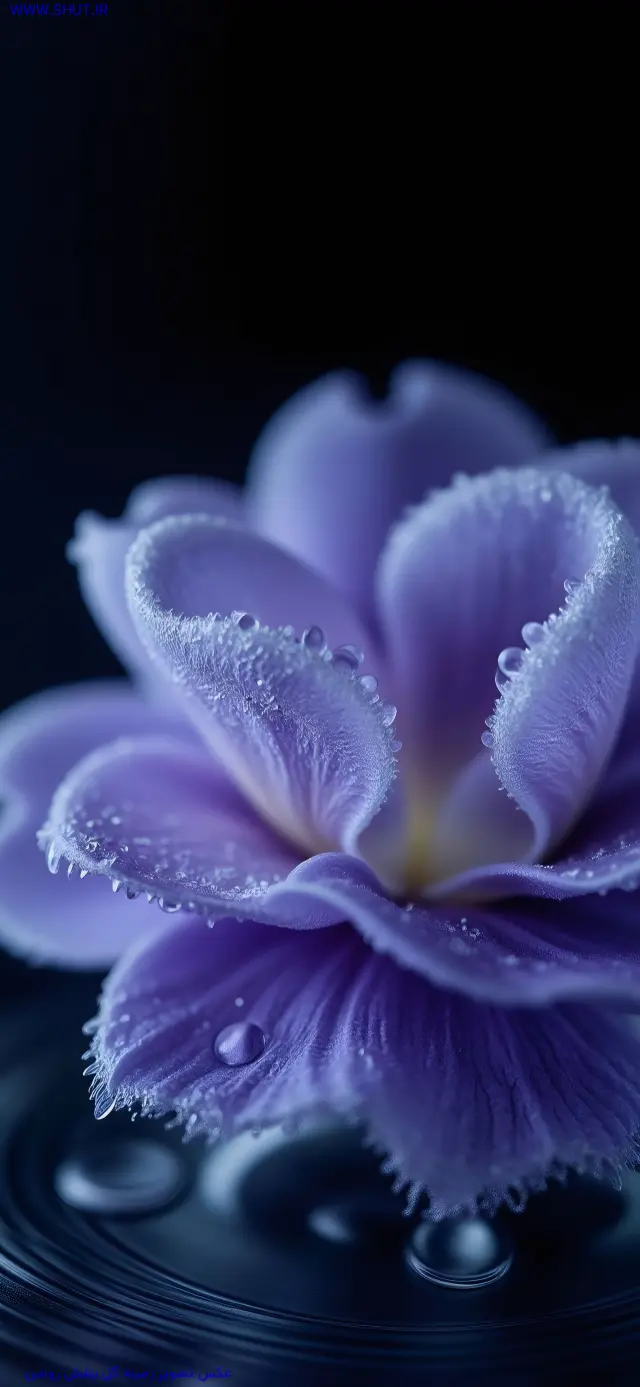 عکس تصویر زمینه گل بنفش روشن