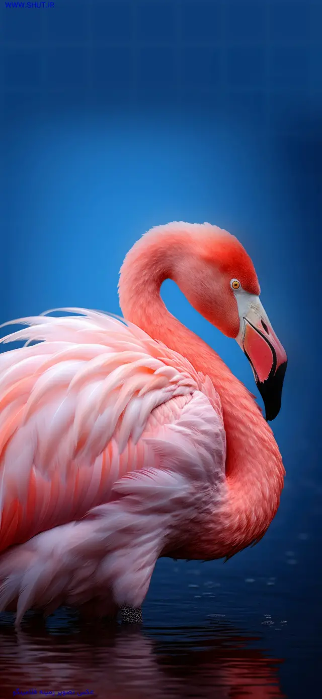 عکس صورتی برای پروفایل