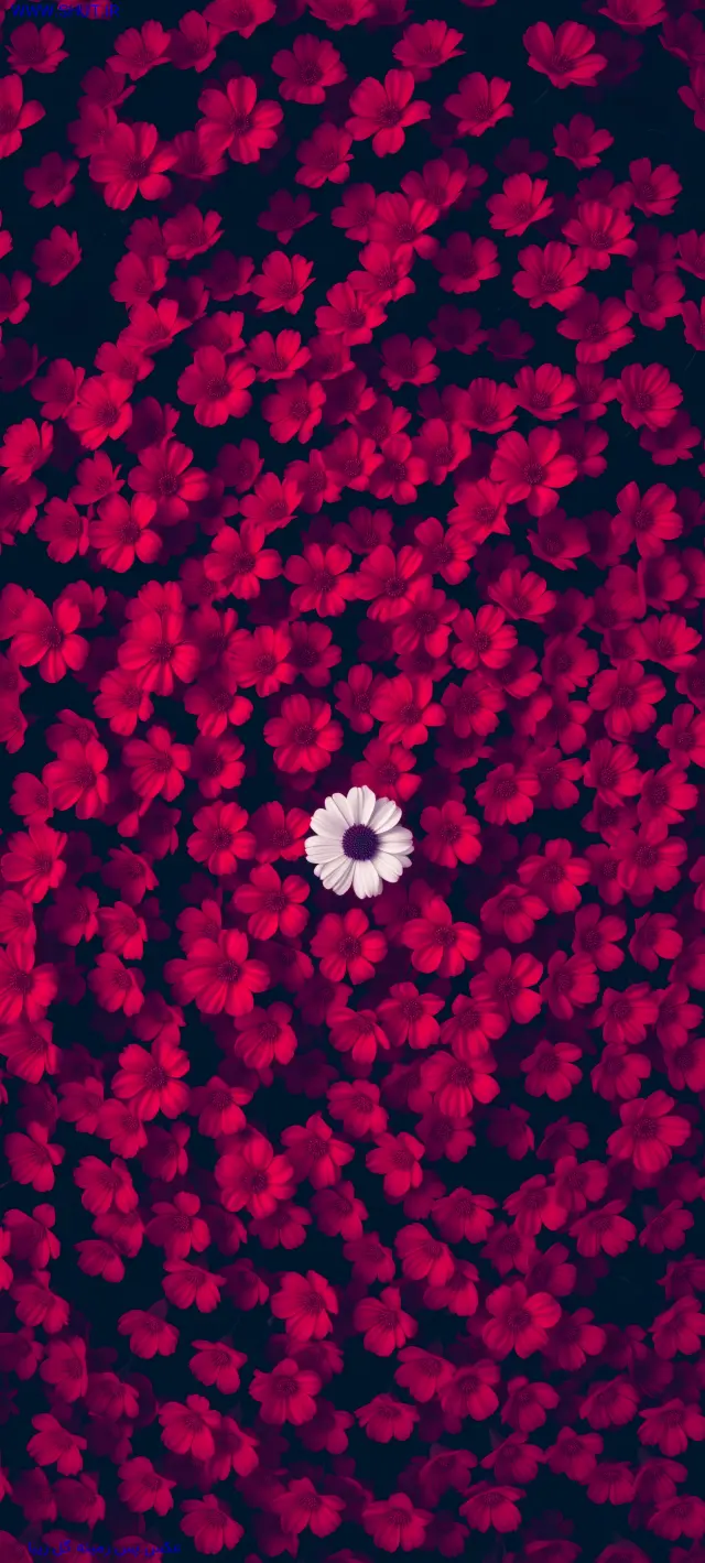 عکس صورتی برای پروفایل