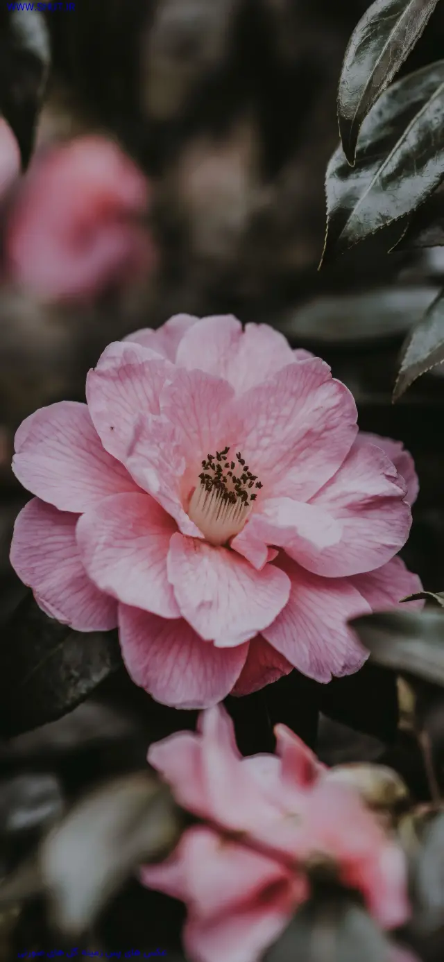 عکس صورتی برای پروفایل