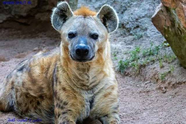 عکس با کیفیت کفتار