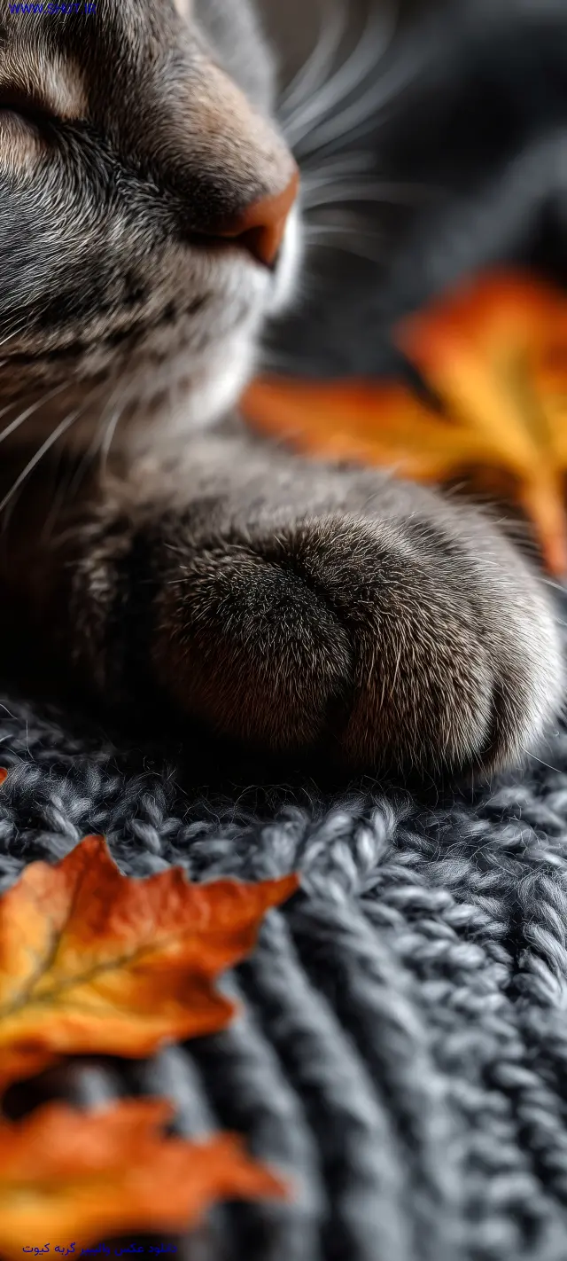 دانلود عکس والپیپر گربه کیوت