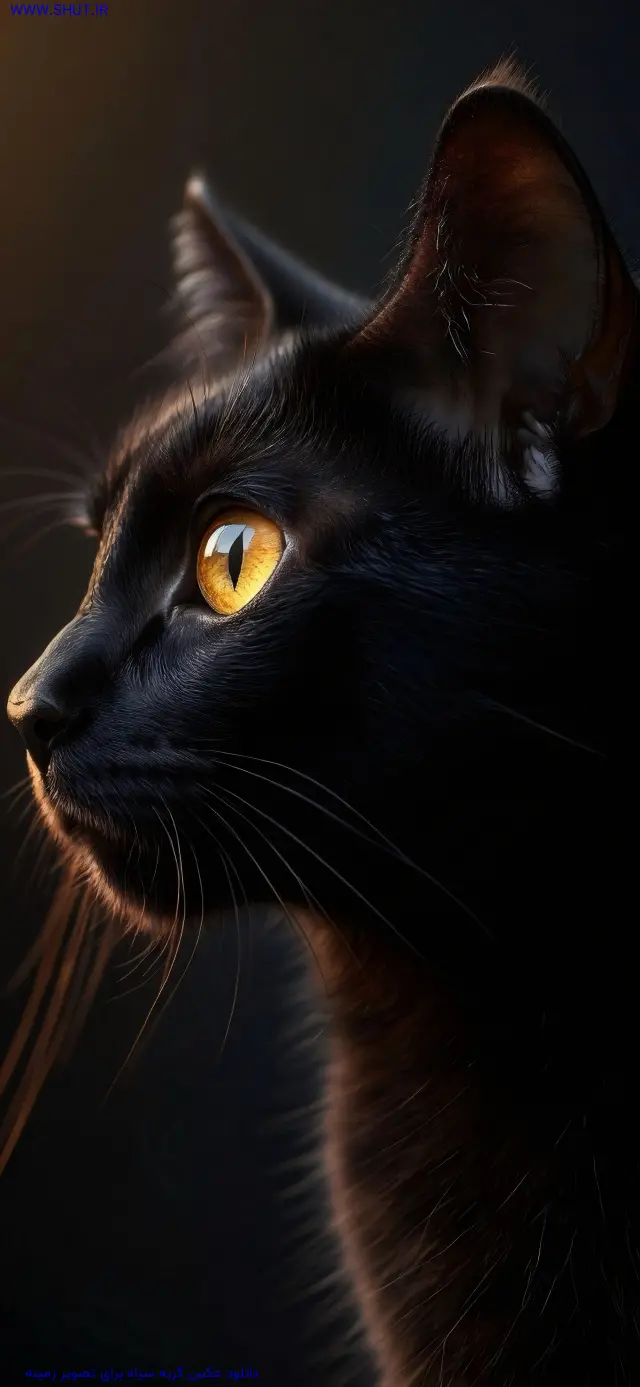 دانلود عکس گربه سیاه برای تصویر زمینه