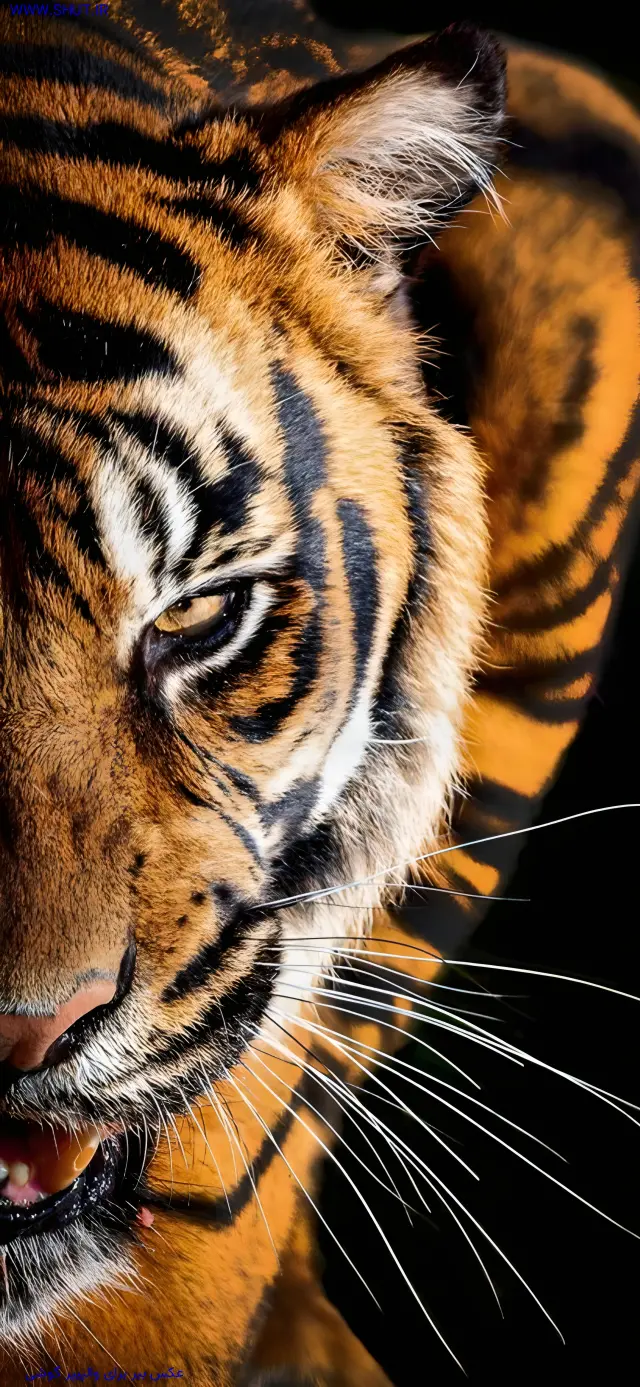  دانلود والپیپر متحرک گیمینگ برای کامپیوتر