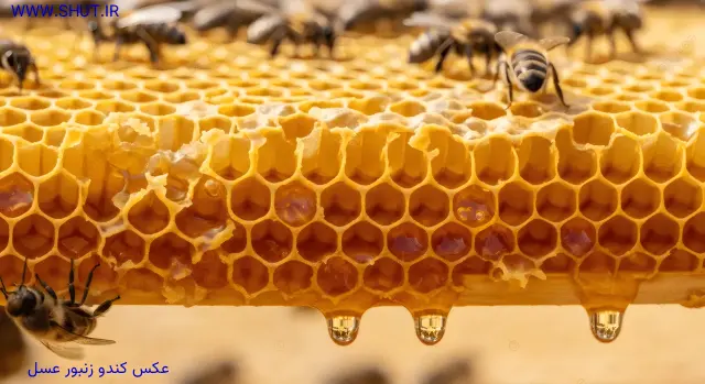 عکس کندو زنبور عسل