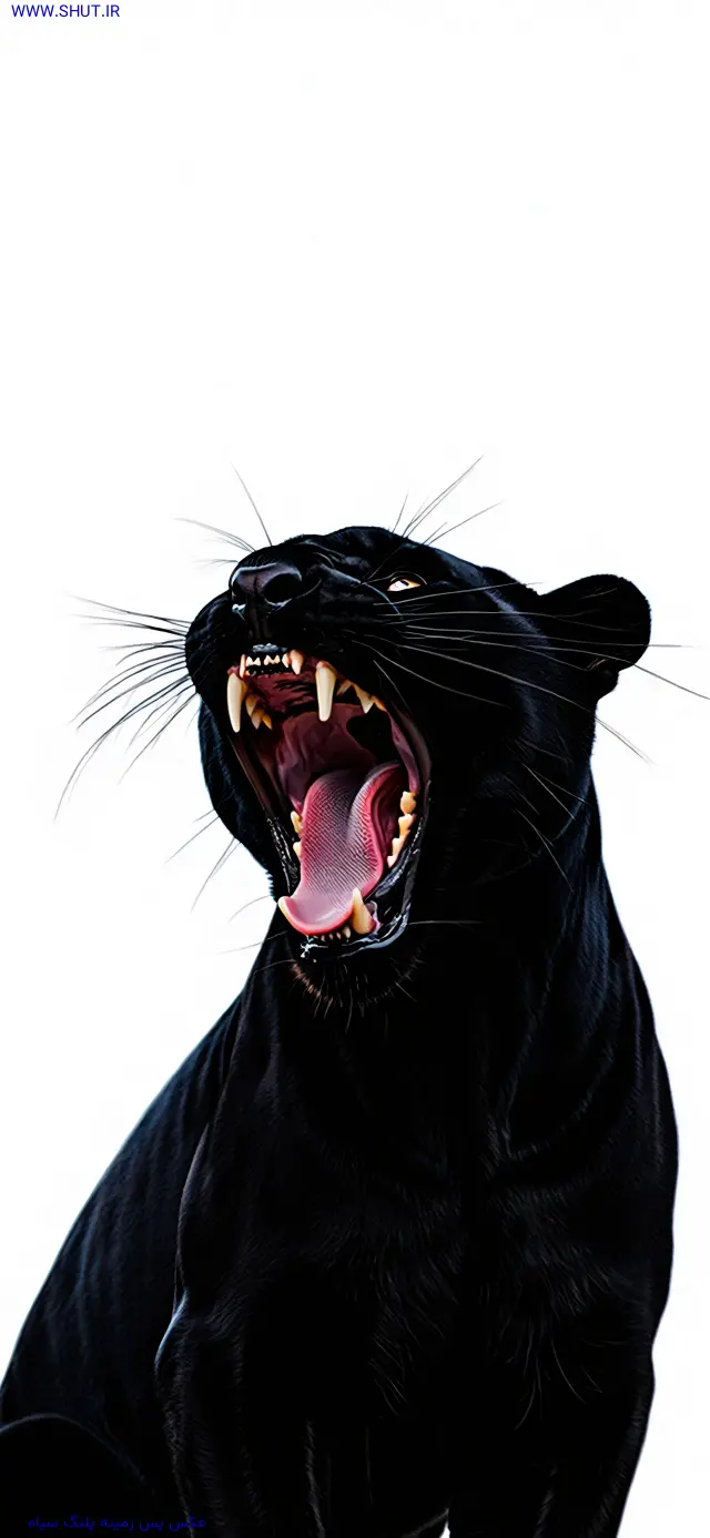 عکس پس زمینه پلنگ سیاه