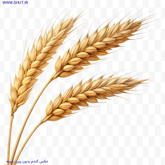 عکس گندم بدون پس زمینه
