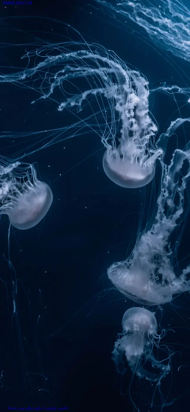 عکس عروس دریایی برای پس زمینه