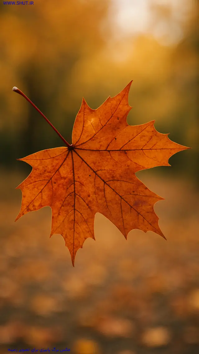 عکس برگ پاییزی برای تصویر زمینه