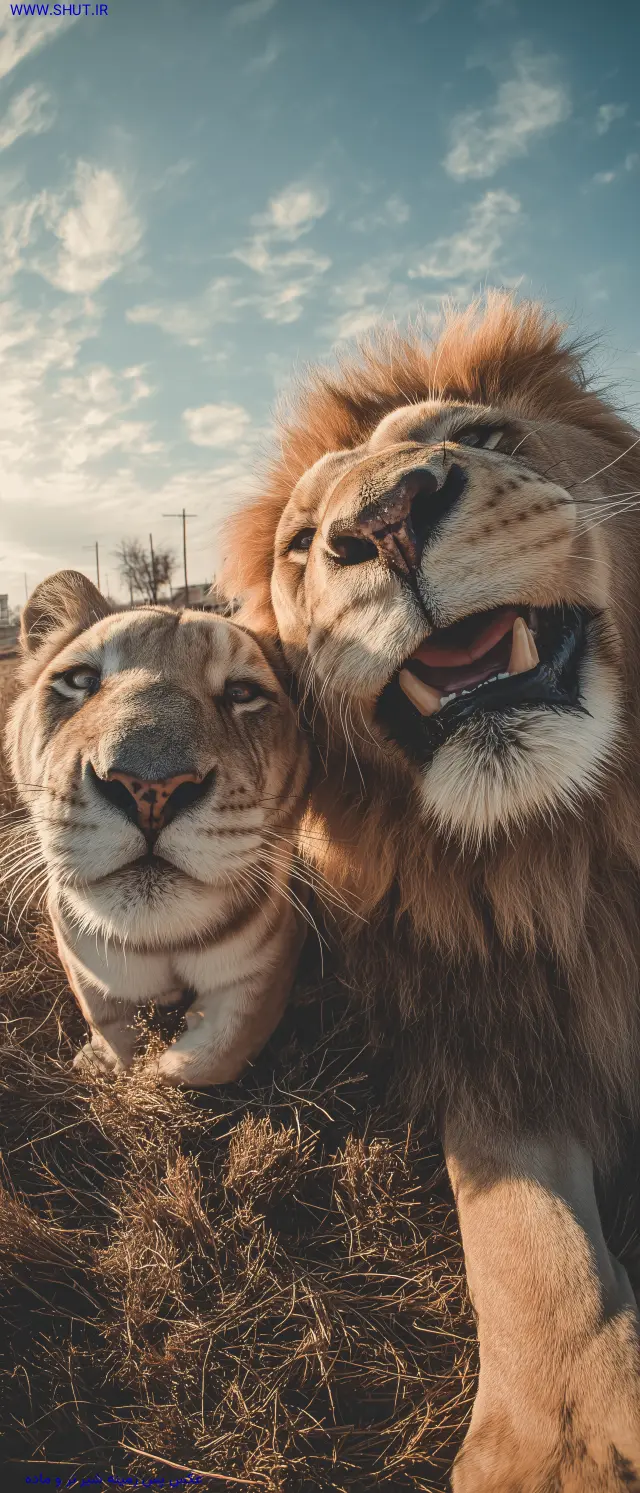 عکس پس زمینه شیر نر و ماده