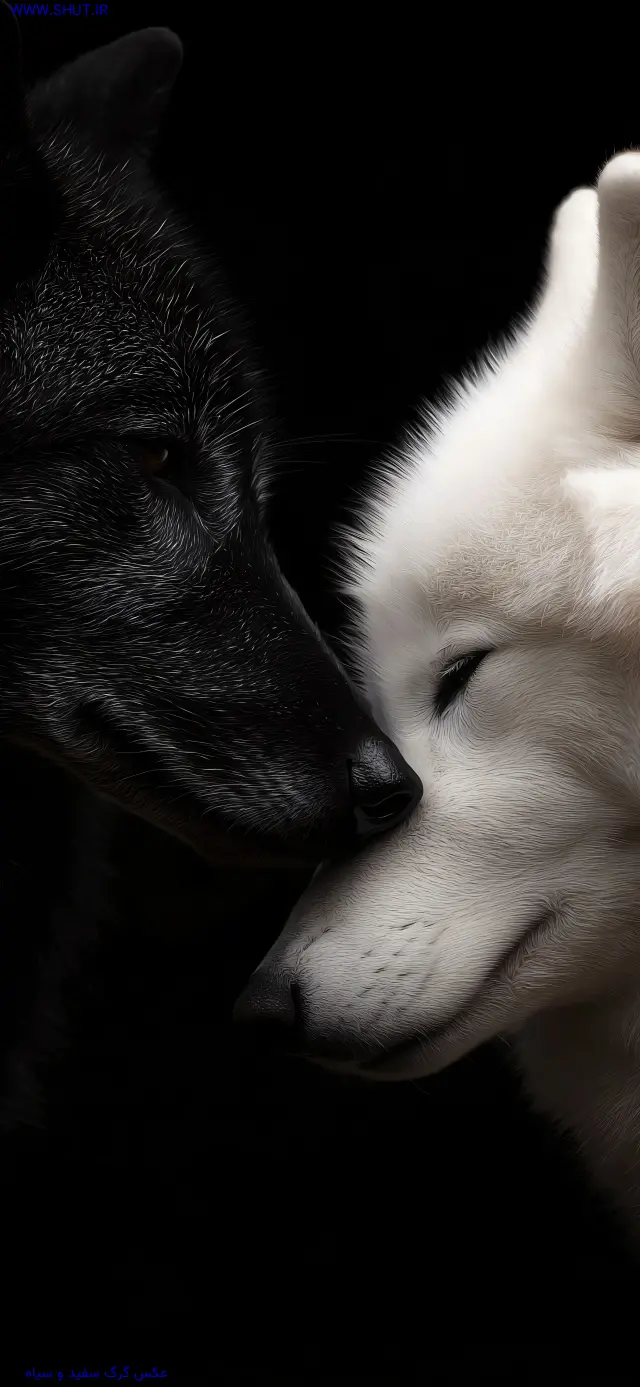 عکس گرگ سفید و سیاه