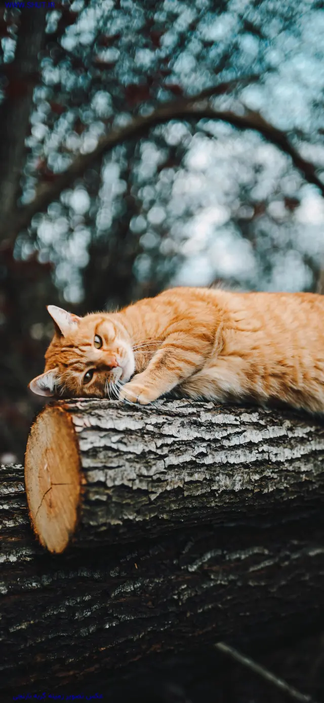 عکس تصویر زمینه گربه نارنجی