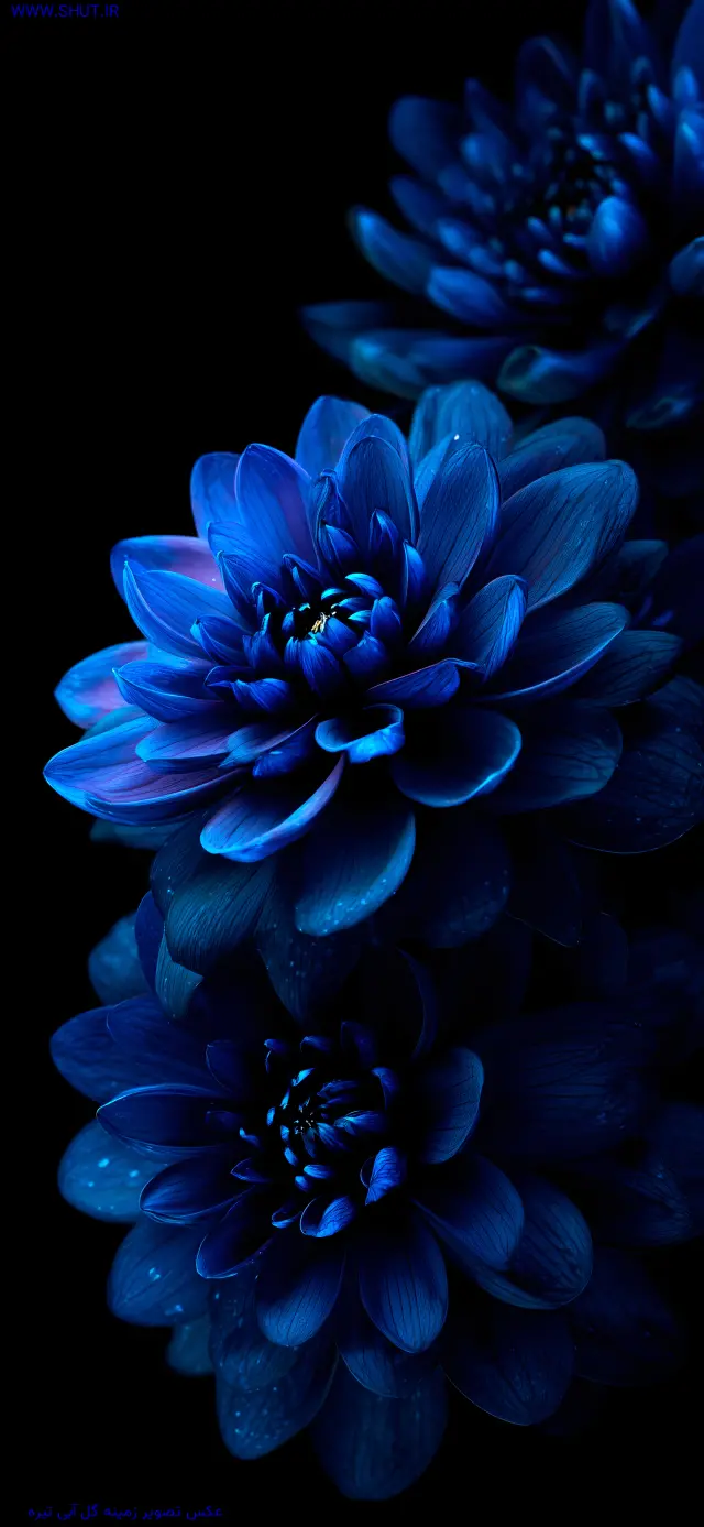 عکس تصویر زمینه گل آبی تیره