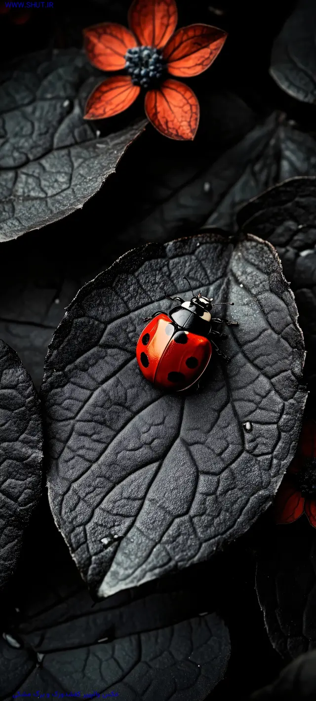 عکس والپیپر کفشدوزک و برگ مشکی