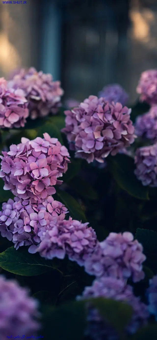 عکس والپیپر گل یاس کبود