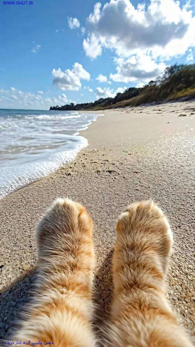 عکس والپیپر گربه کنار دریا