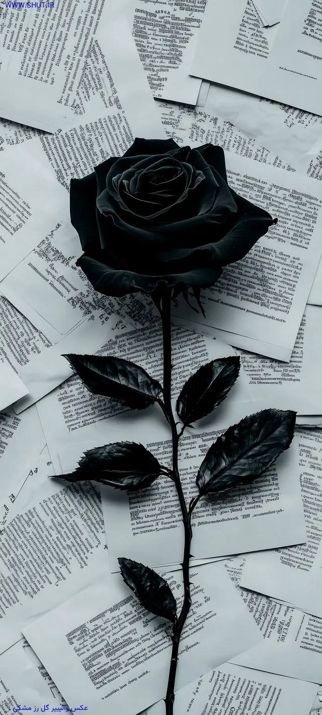 عکس گل برای تصویر زمینه گوشی سامسونگ