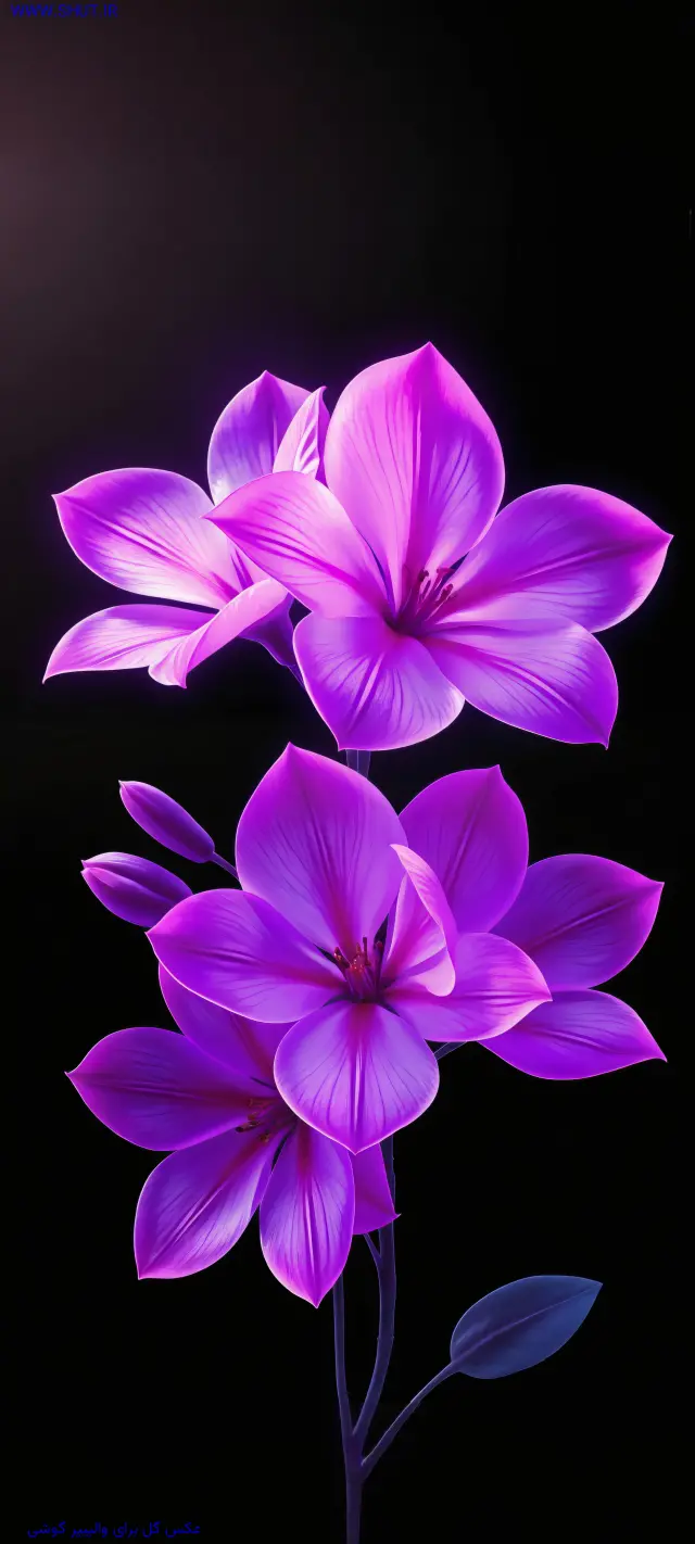 عکس گل برای والپیپر گوشی