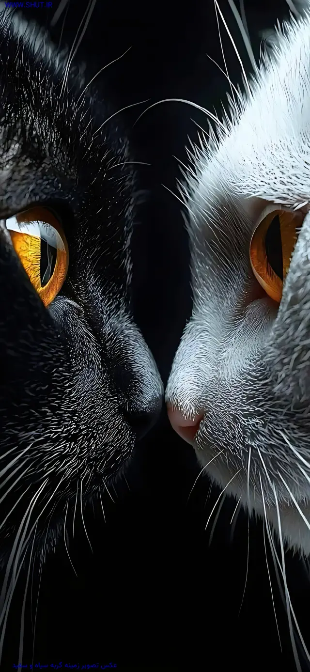 عکس تصویر زمینه گربه سیاه و سفید