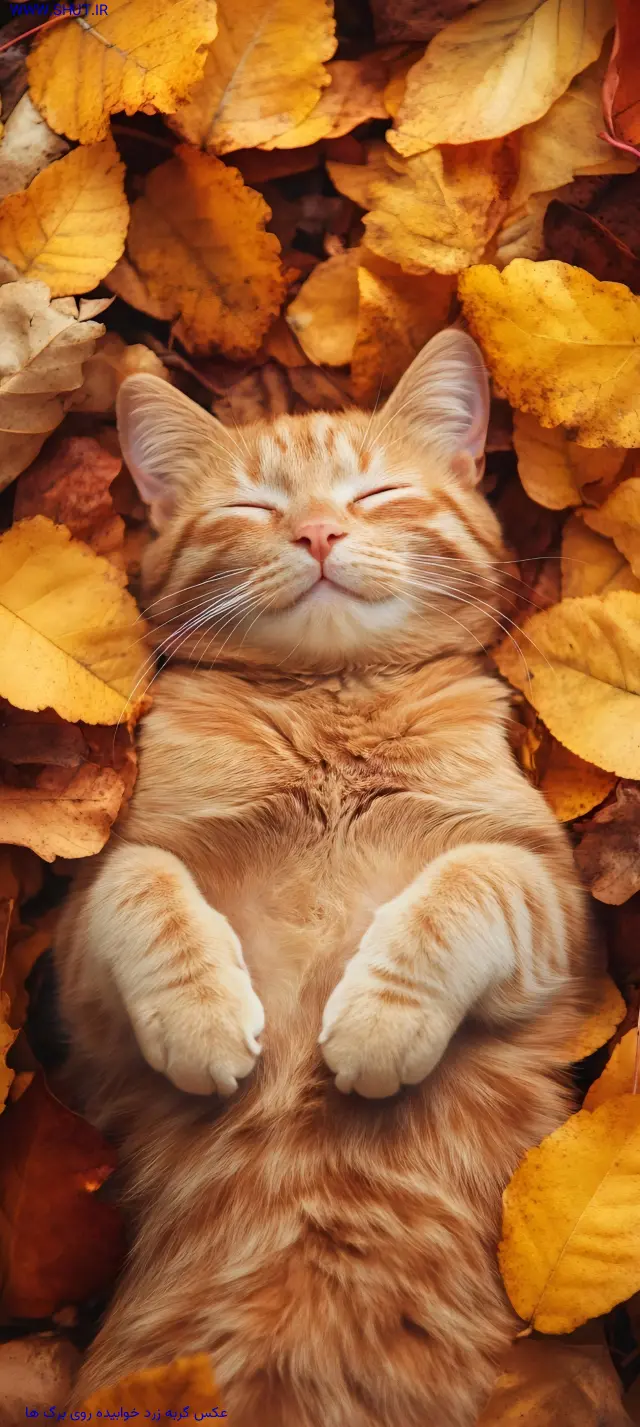 عکس گربه زرد خوابیده روی برگ ها