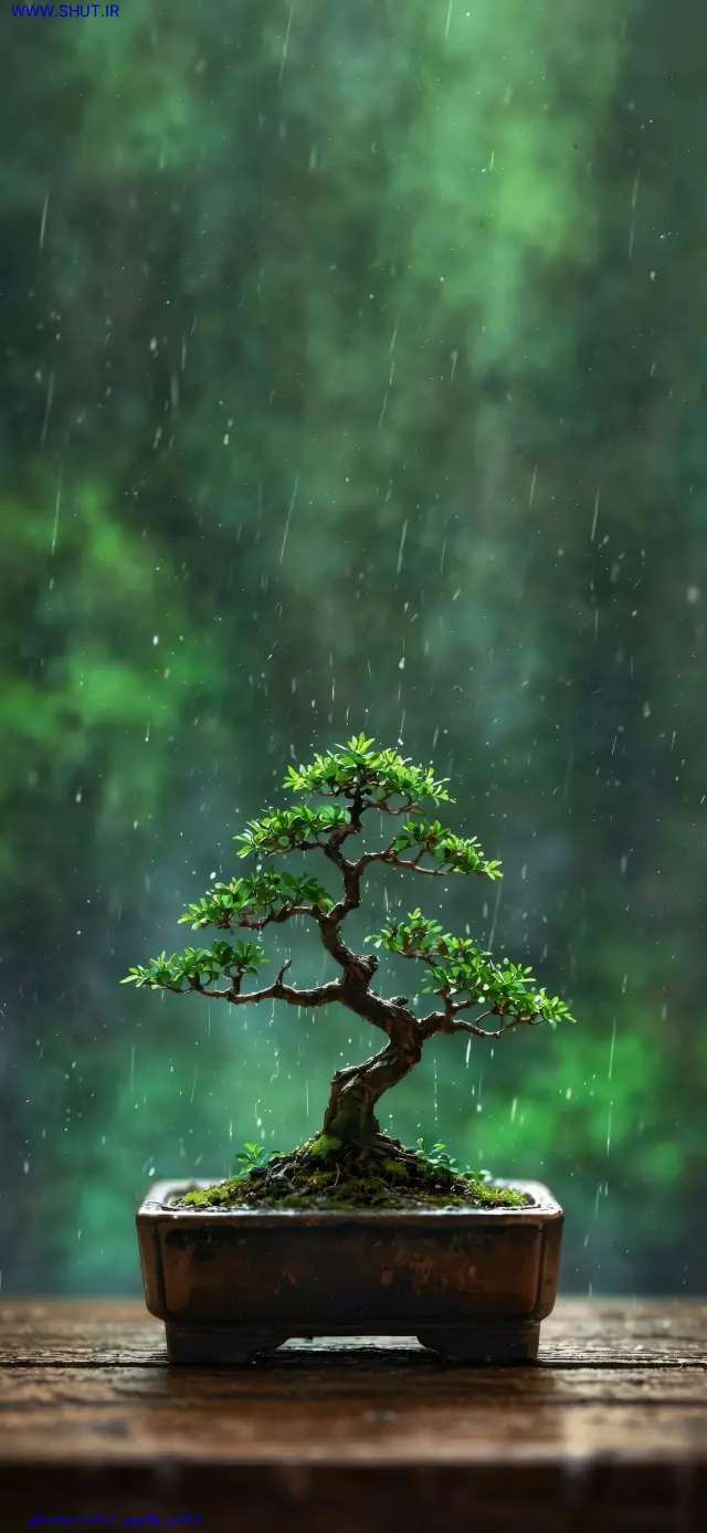 عکس والپیپر درخت بونسای