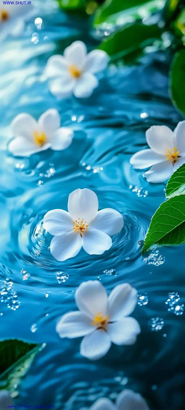 عکس تصویر زمینه گل سفید