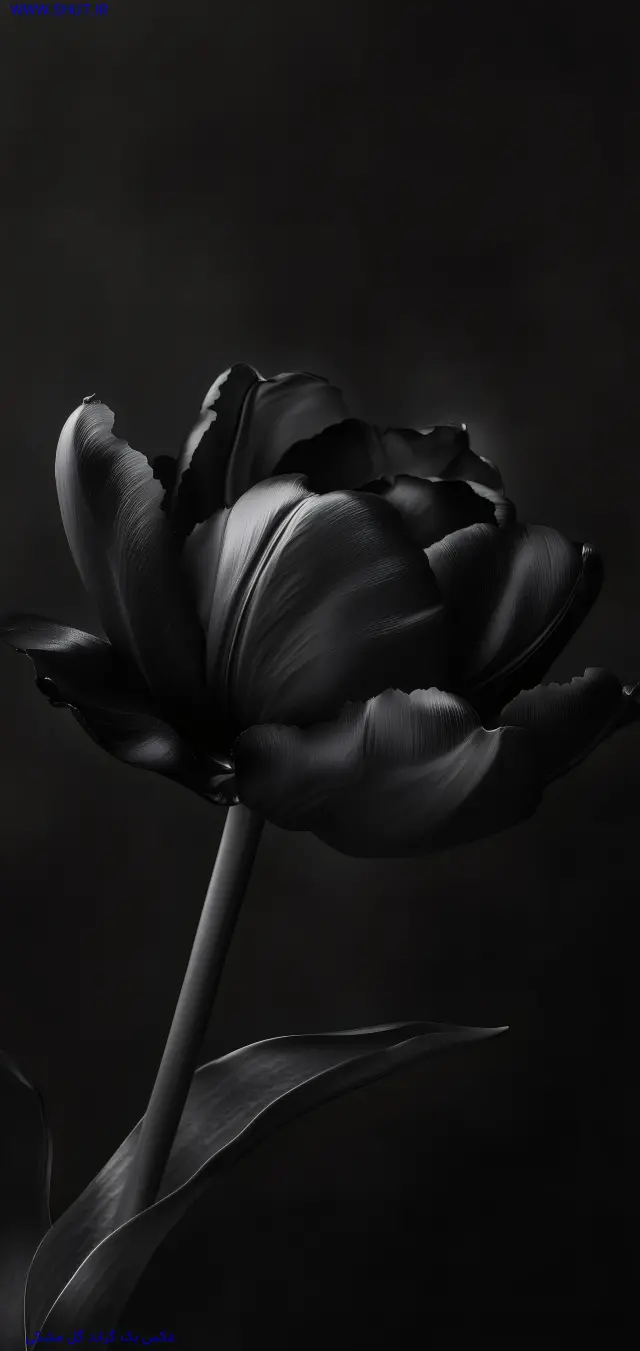 تصویر زمینه گل مشکی