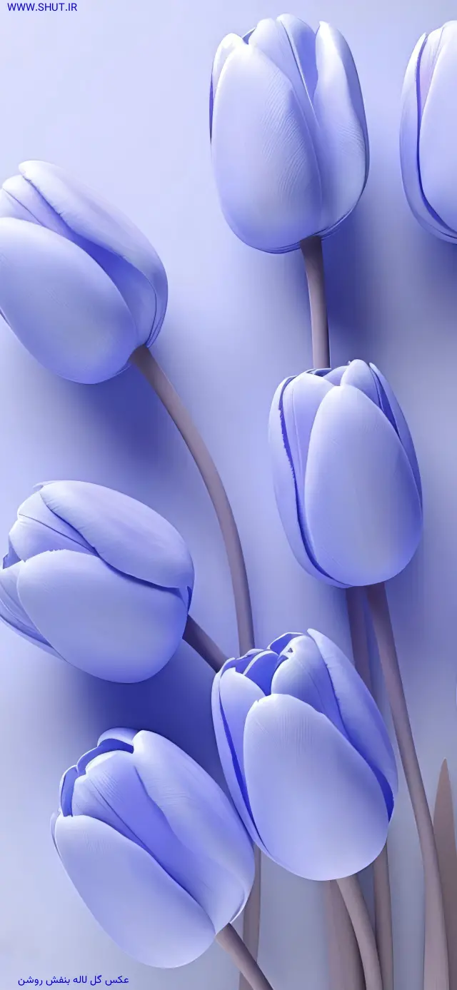 عکس گل لاله بنفش روشن