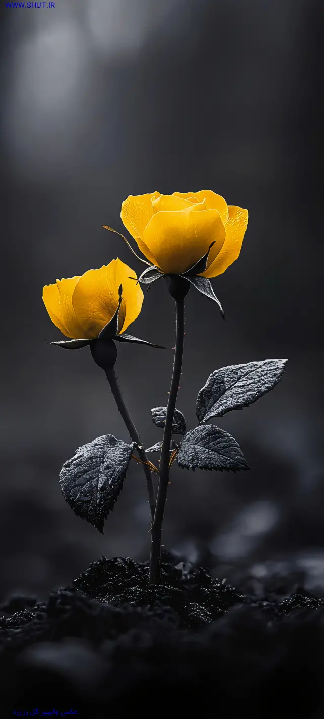 عکس والپیپر گل رز زرد