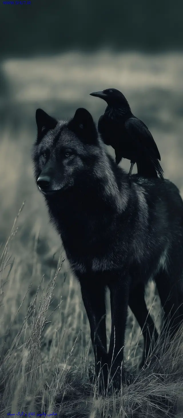 عکس گرگ در شب مهتابی