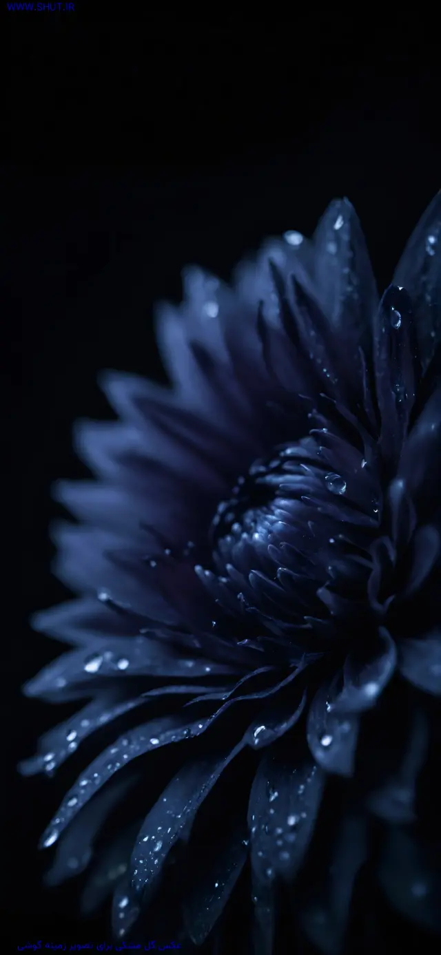 عکس گل برای تصویر زمینه گوشی سامسونگ