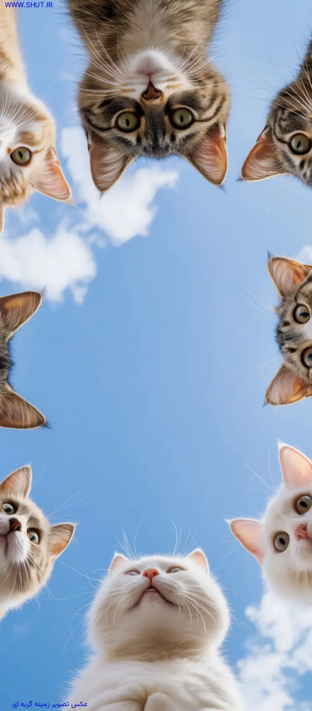 عکس تصویر زمینه گربه ای