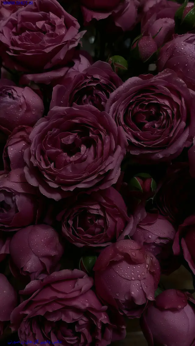 عکس صورتی برای پروفایل