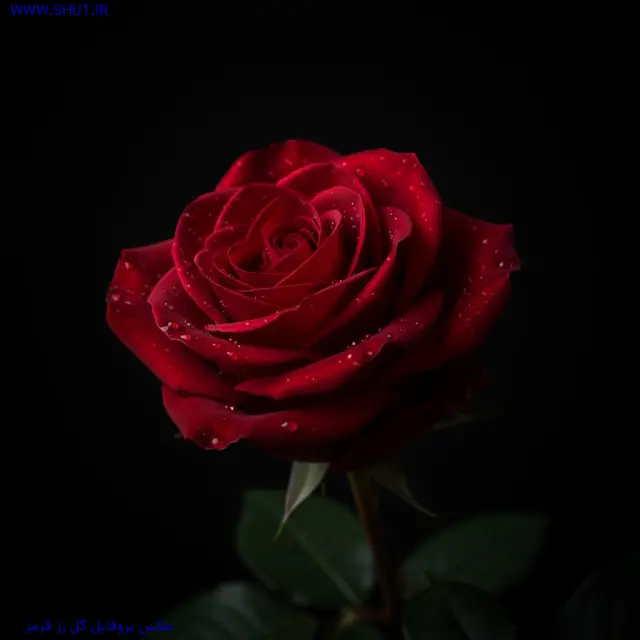 عکس پروفایل گل رز قرمز