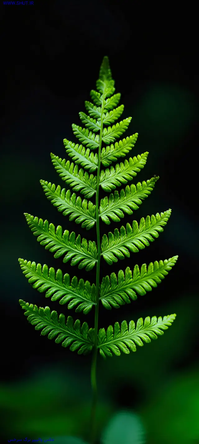 عکس والپیپر برگ سرخس