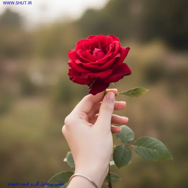  دانلود عکس گل رز