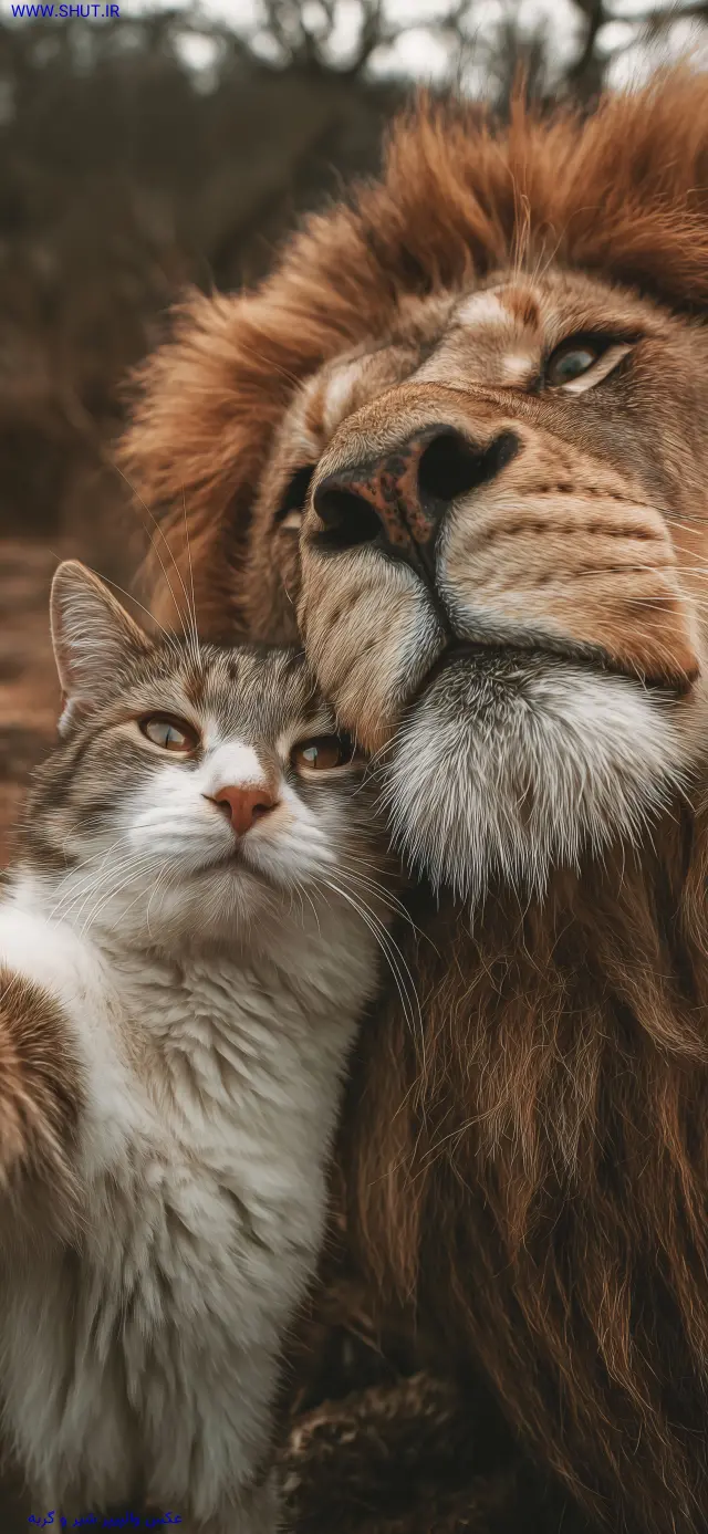 عکس والپیپر شیر و گربه