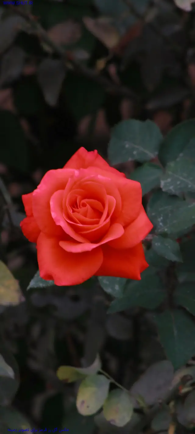  دانلود عکس گل رز