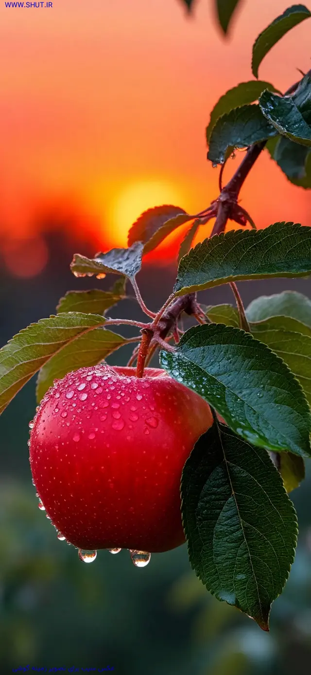 عکس سیب برای تصویر زمینه گوشی