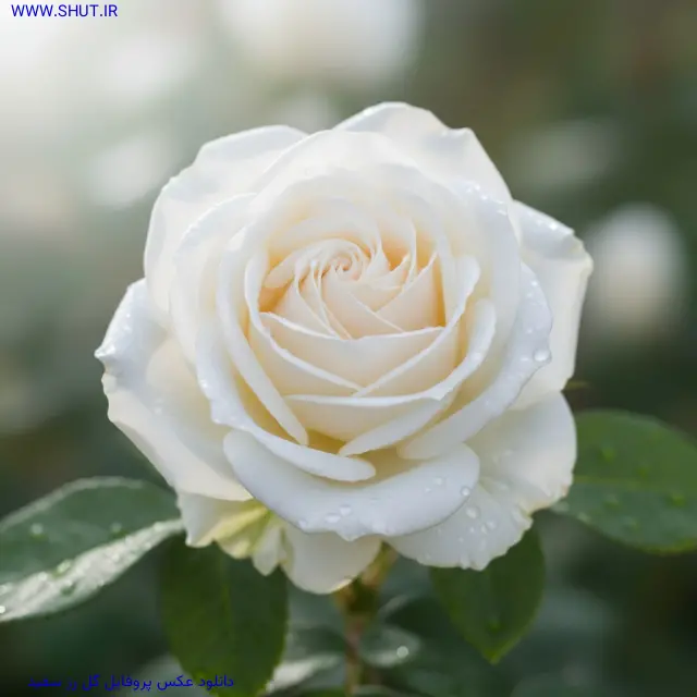  دانلود عکس گل رز