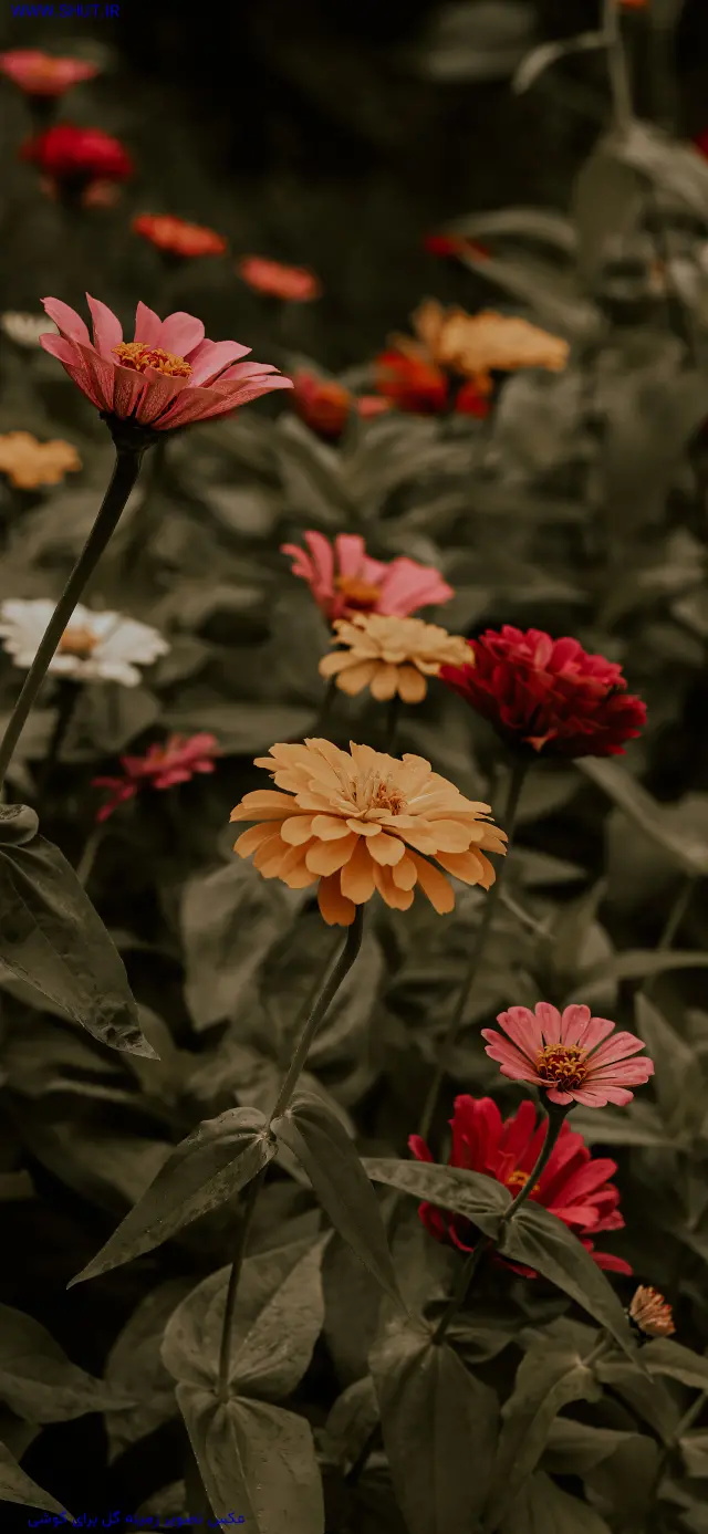 عکس تصویر زمینه گل برای گوشی