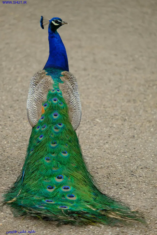 دانلود عکس طاووس