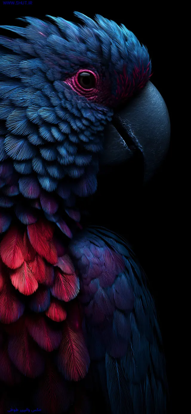 عکس والپیپر طوطی