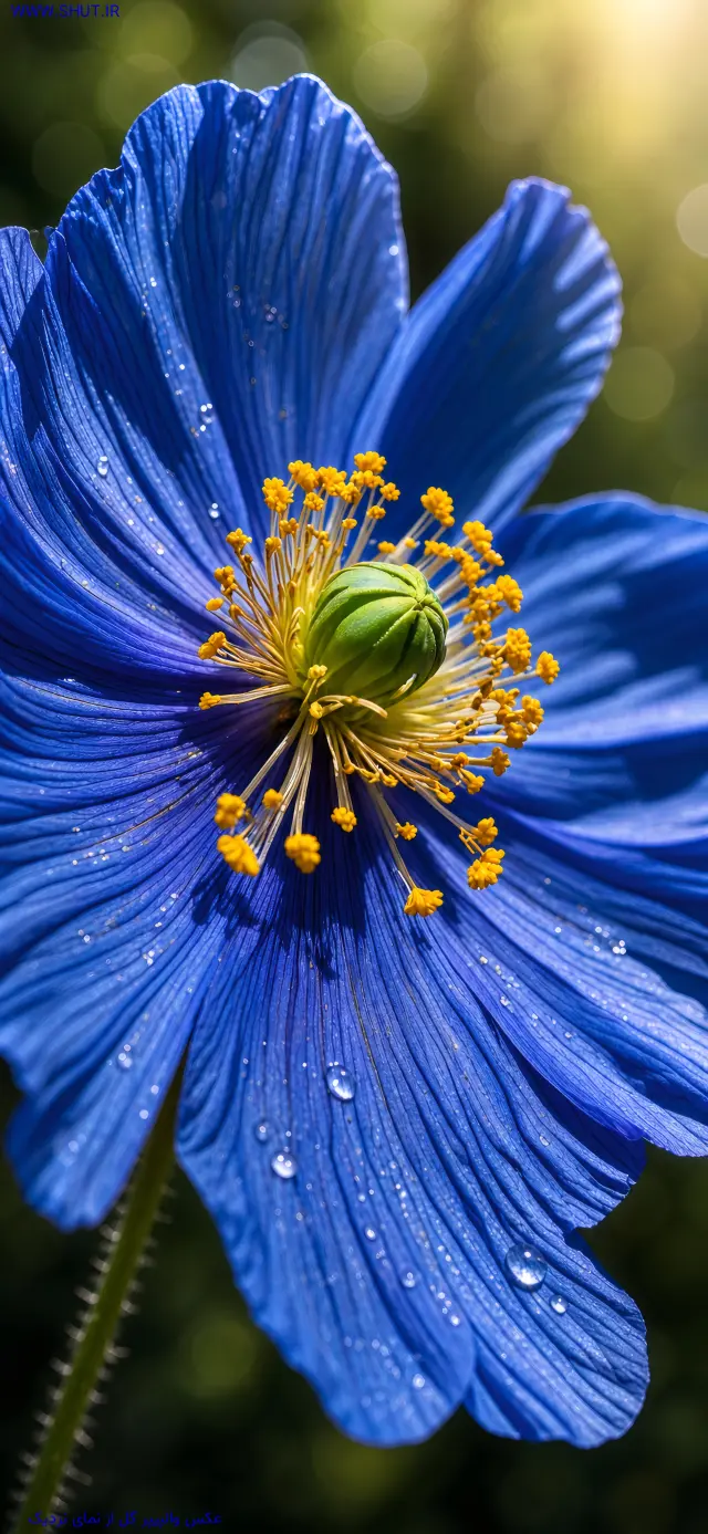 عکس والپیپر گل از نمای نزدیک
