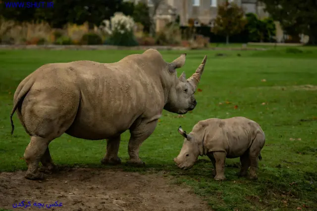 عکس بچه کرگدن