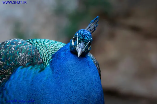 عکس پرنده طاووس