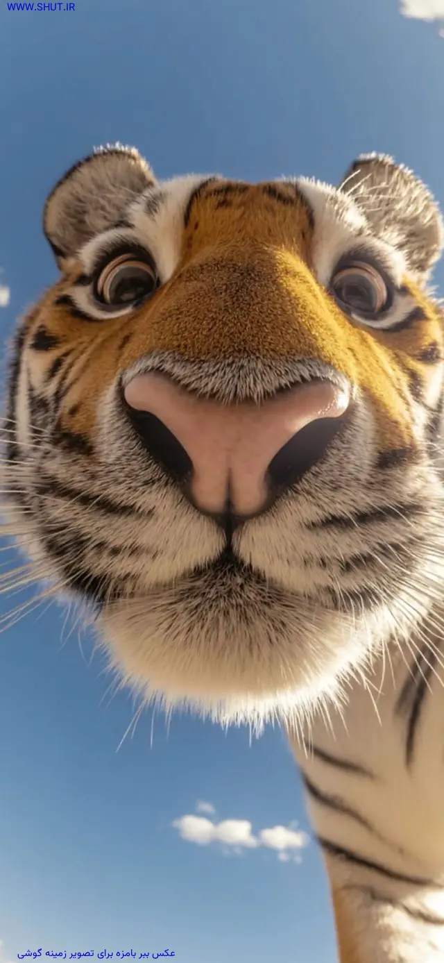 عکس ببر بامزه برای تصویر زمینه گوشی