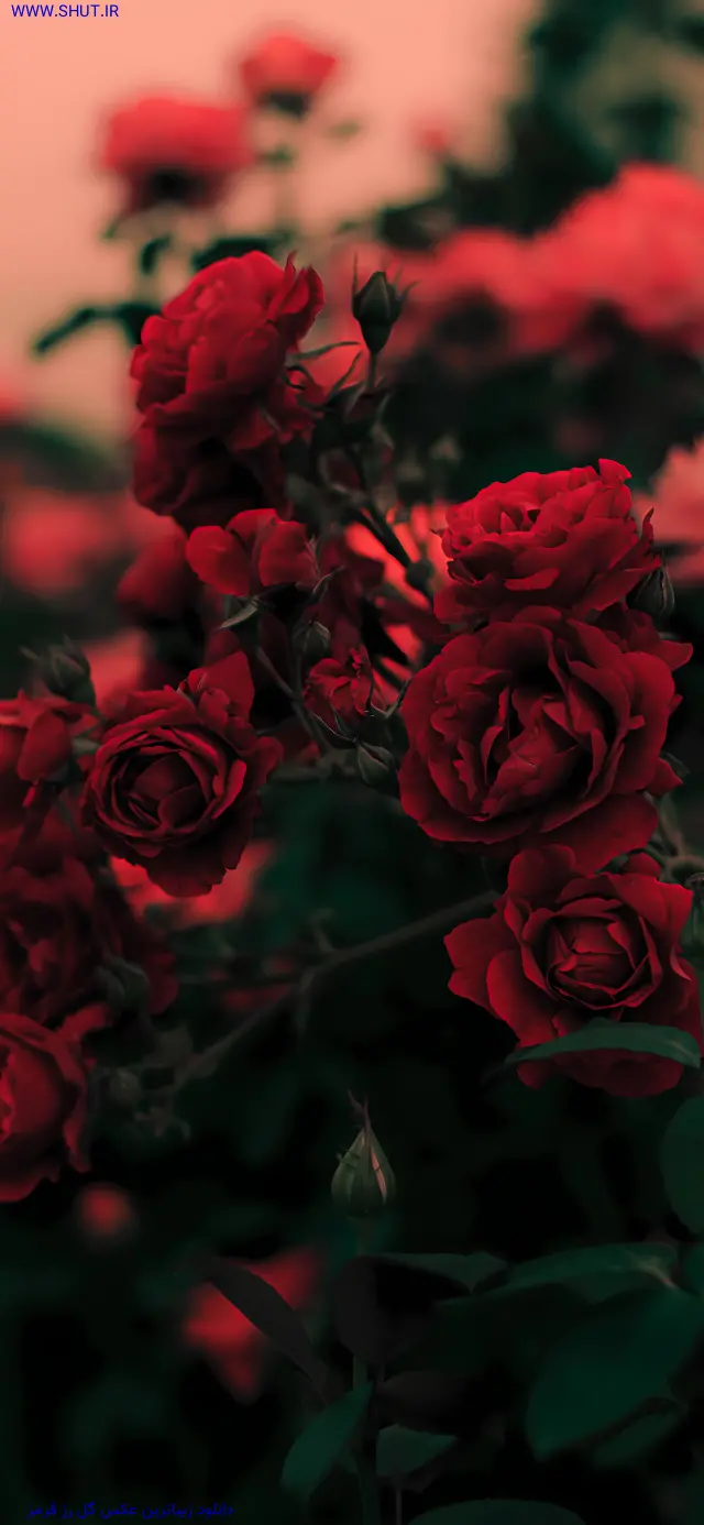 دانلود زیباترین عکس گل رز قرمز