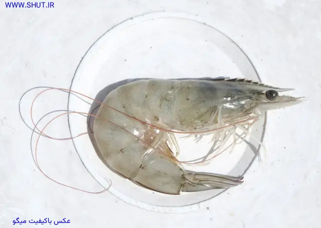 عکس باکیفیت میگو