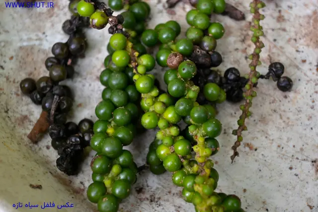 عکس فلفل سیاه تازه